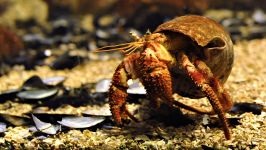 Îngrijire pentru crab-pustnicul (coenobita clypeatus), hrănire cu crab, control pentru