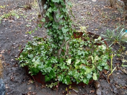 Iernă verde verde - proprietăți decorative și utile