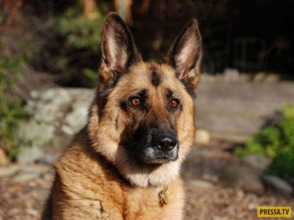 Un câine credincios, care până la ultima sa respirație a așteptat stăpânii săi (2 fotografii), dracu '
