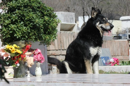 Câinele credincios a scăpat din casă în mormântul proprietarului și a locuit acolo timp de 6 ani - știri în fotografii