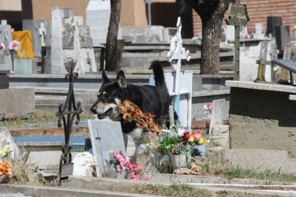 A hűséges kutya megszökött a házból a tulajdonos sírjába, és ott lakott ott 6 évig - hír a fotókban