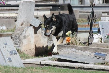 A hűséges kutya megszökött a házból a tulajdonos sírjába, és ott lakott ott 6 évig - hír a fotókban