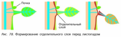 Izolarea în plante și animale