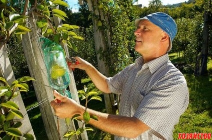 Cultivarea merelor și a perelor într-o sticlă