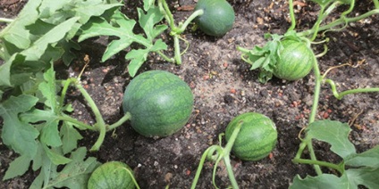 A görögdinnye termesztése a középső övben leszállás, kialakulás, ellátás - nyár