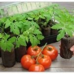Cultivarea tomatelor într-o seră din policarbonat