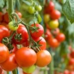 Cultivarea tomatelor într-o seră din policarbonat