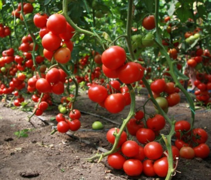 Cultivarea tomatelor într-o seră din policarbonat