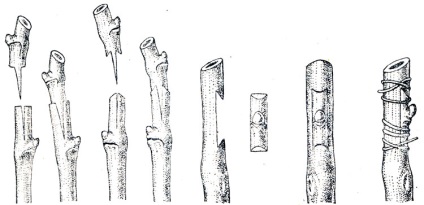 Cultivarea materialului de plantare altoit 1952