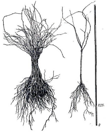 Cultivarea materialului de plantare altoit 1952