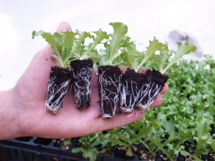 Salată de creștere în grădină - sfaturi pentru îngrijire - grădină