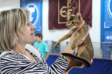 Expoziție de pisici din Minsk (21-22 septembrie) - în lumea interesant