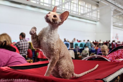 Cat Show в Минск (21-22 септември) - в света интересно