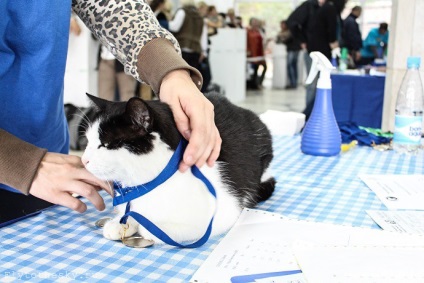 Cat Show в Минск (21-22 септември) - в света интересно