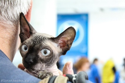 A macskák kiállítása Minszkben (szeptember 21-22.) - az érdekes világban