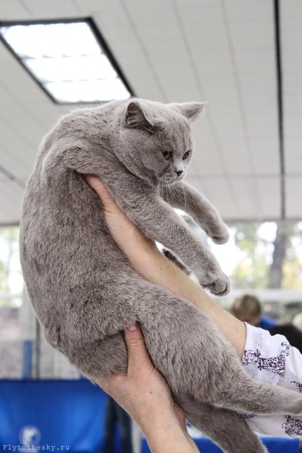 Cat Show в Минск (21-22 септември) - в света интересно