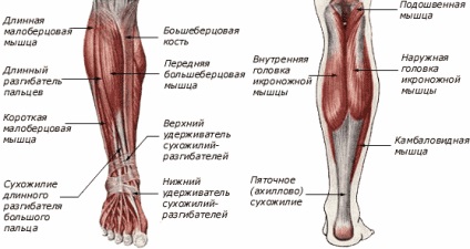 Dislocarea simptomelor, semnelor, diagnosticului și tratamentului oaselor inferioare