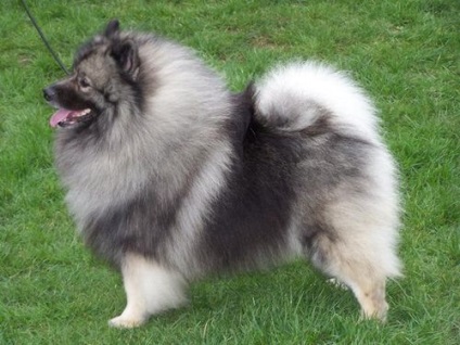 Wolfshpitz Keeshond (germană Wolfspitz) fotografie și descrierea rasei, recenzii și preț