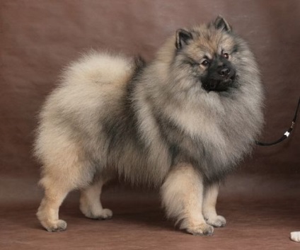 Wolfshpitz Keeshond (germană Wolfspitz) fotografie și descrierea rasei, recenzii și preț