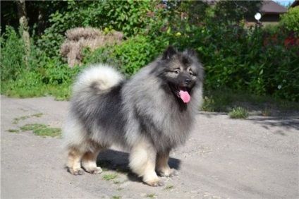 Wolfshpitz Keeshond (germană Wolfspitz) fotografie și descrierea rasei, recenzii și preț