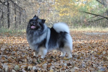 Wolfshpitz Keeshond (germană Wolfspitz) fotografie și descrierea rasei, recenzii și preț