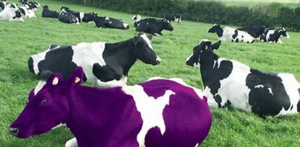 Ne dorim cu toții o vaca purpurie, sau vom vorbi despre unicitatea - târgul de maeștri - lucrul manual,