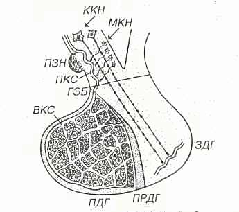 Totul despre hormoni