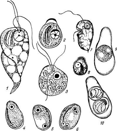 Formele vegetale chylomastix-chilomastix mesnili ale acestor panglici în frotiuri native cu