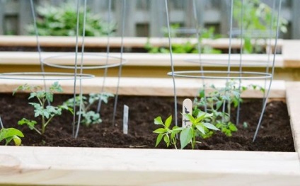 Tippek a zöldségek termesztésére, tippek megosztására