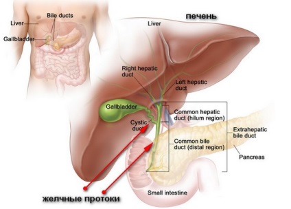 Informații generale despre cholangiocarcinom, etape de dezvoltare