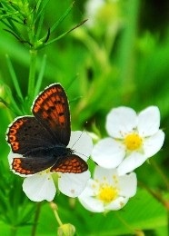 Jó ötlet egy női téma oldalra (keresetek az interneten) Jó ötlet a női témákhoz