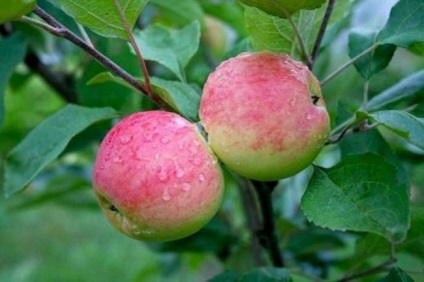 Az Apple körte fa A fajta leírása, a tápérték, az ültetés és gondozás szabályai, a betakarítás és a