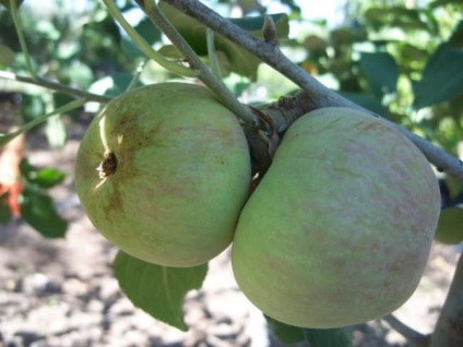 Apple pară Moscova descrierea soiului, valoarea nutrițională, regulile de plantare și de îngrijire, recoltare și