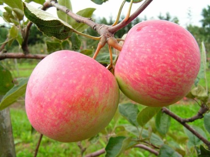 Descrierea și caracterizarea varietății de pere de mere