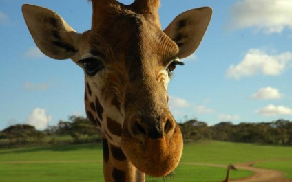Ridicați o girafă pentru copii ca un depozit de fapte