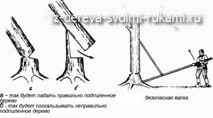 Добив на дървесина за занаяти, изработени от дърво с ръцете си! Интересни дървени занаяти, мебели,