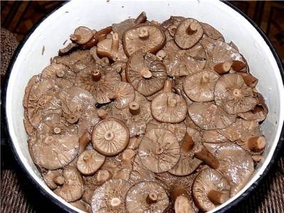 Pregătirea amarului (gorchaka) pentru iarnă, decaparea ciupercii de ciuperci, rețete pentru (pește)