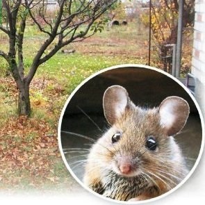 Protecția grădinii de la șoareci - un blog de sfaturi utile pentru grădinari