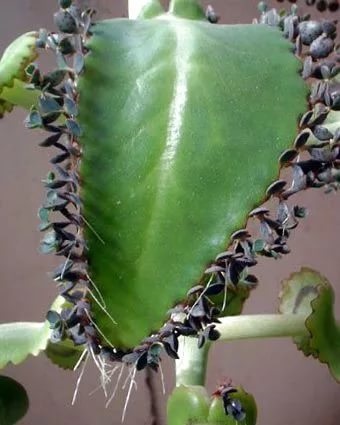 Viviparous Kalanchoe