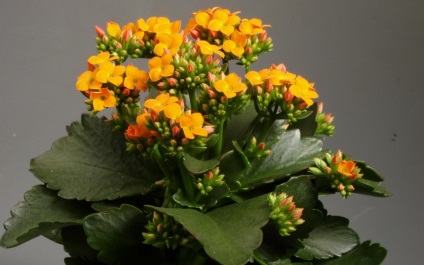 Viviparous Kalanchoe