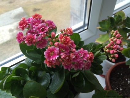 Viviparous Kalanchoe