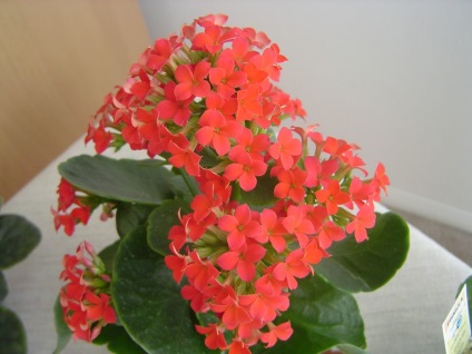 Viviparous Kalanchoe