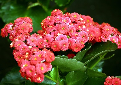 Viviparous Kalanchoe