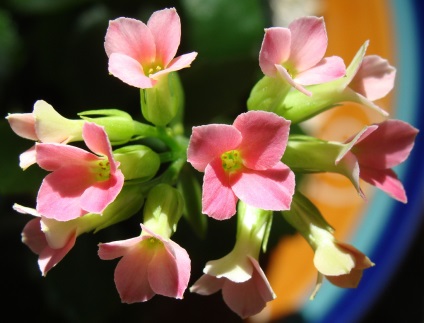 Viviparous Kalanchoe