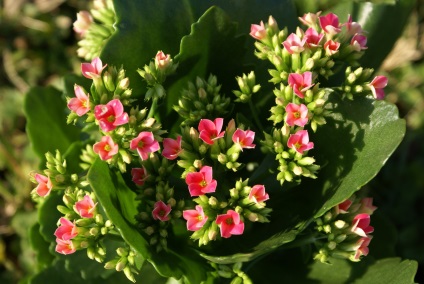 Viviparous Kalanchoe