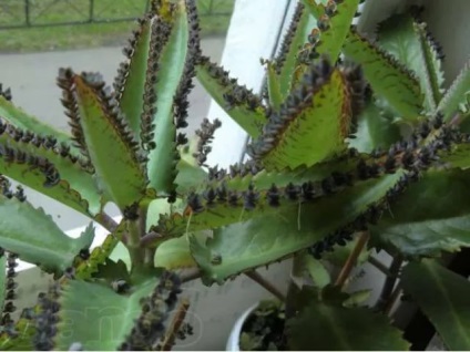 Viviparous Kalanchoe