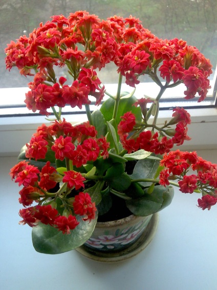 Viviparous Kalanchoe