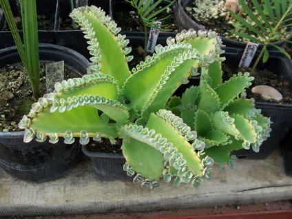 Viviparous Kalanchoe