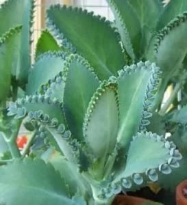 Viviparous Kalanchoe