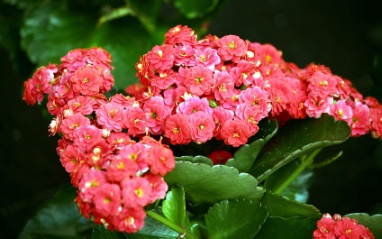 Viviparous Kalanchoe